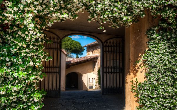 Flowers To Mark The Path