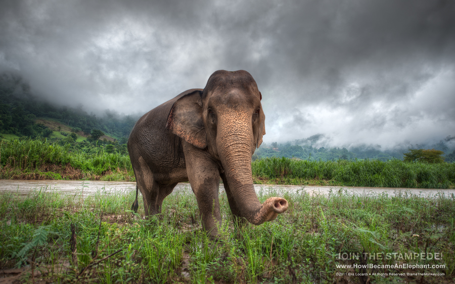 "Curiosity" Free Elephant Desktop Wallpaper Background