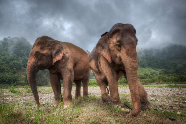 Elephant Nature Park - The Story Of Medo