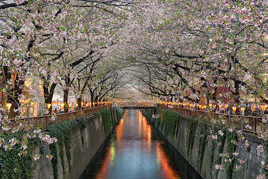 A beautiful evening in Tokyo as hundreds of beautiful cherry blossom trees bloom along the Meguro River.