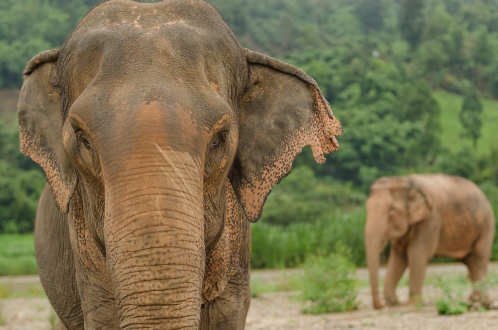 Elephant-image-naomi-closeup