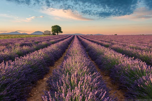 Colors of Valensole || Southern France