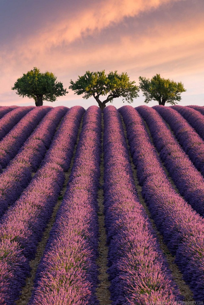 Long rows of beautiful lavender lead into three perfect trees.