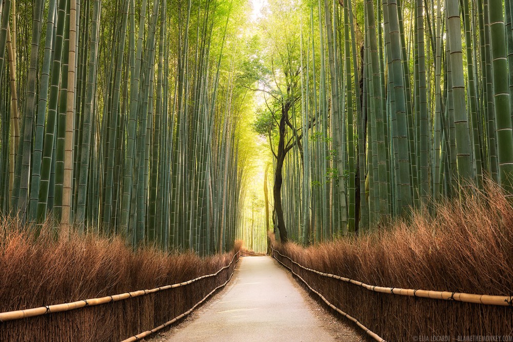 The Forest’s Awakening || Kyoto Arashiyama Japan